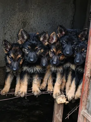 1-3 months Male Purebred German Shepherd