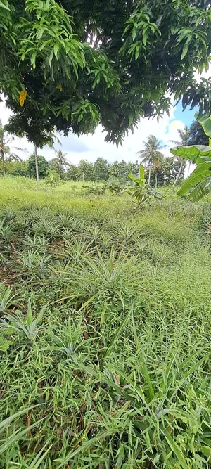 Shamba Lenye Mazao Na Nyumba Ya Kuishi Linauzwa