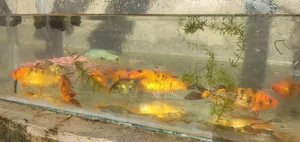 Koi Fish 5inch