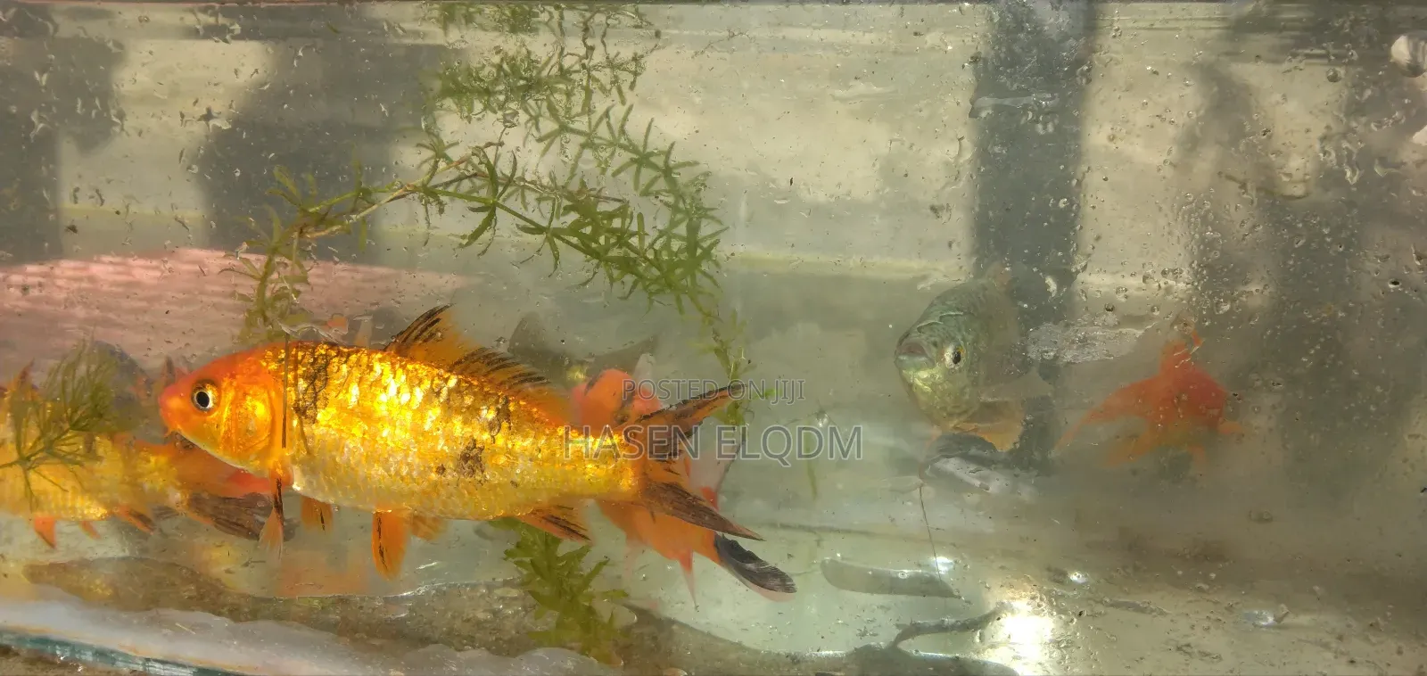 Koi Fish 5inch