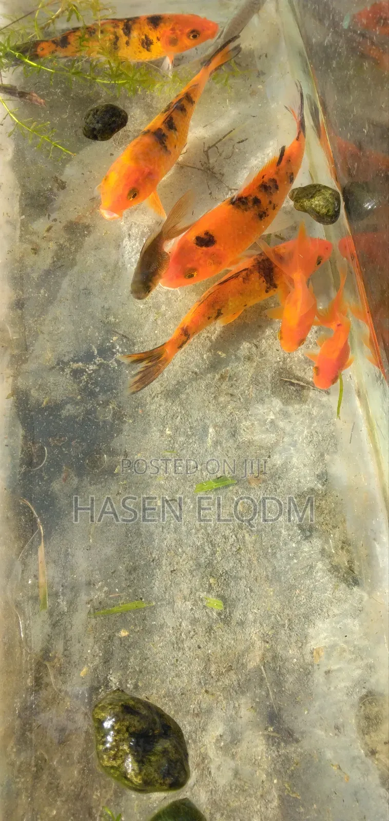 Koi Fish 5inch