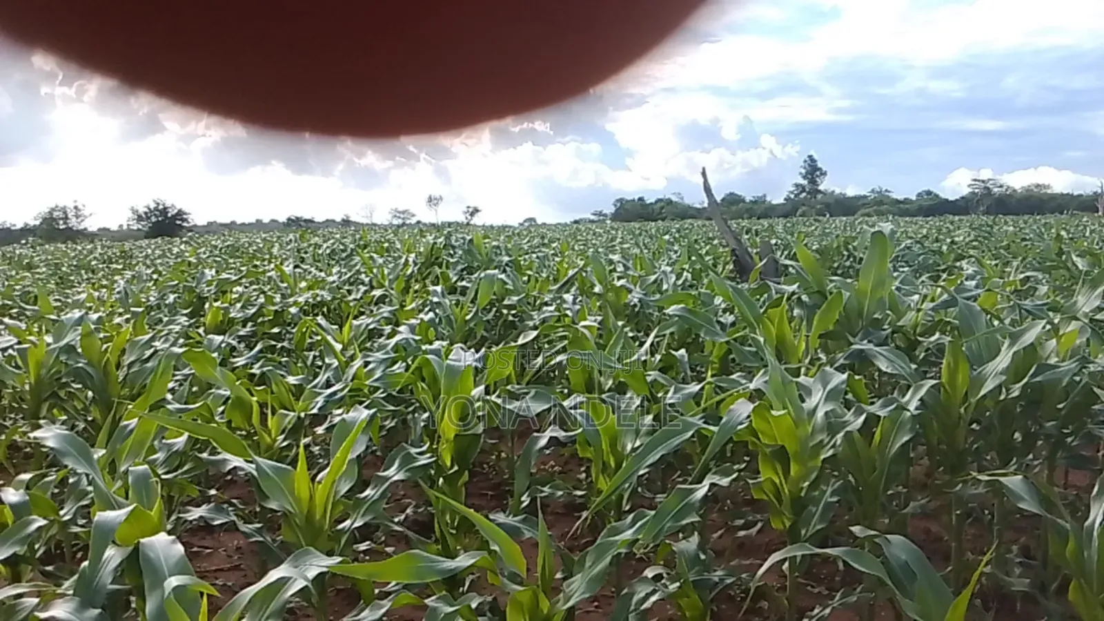 Shamba Linauzwa