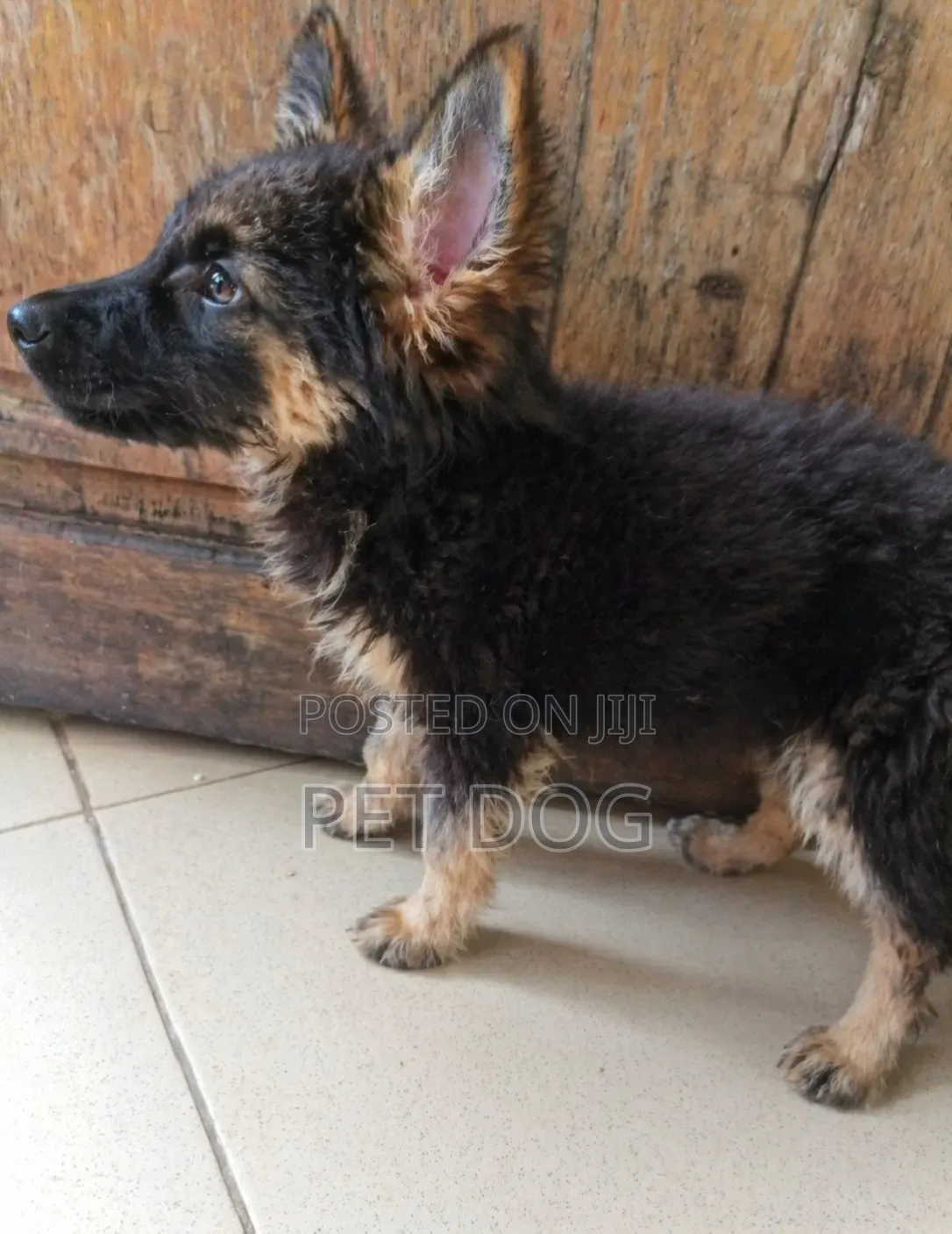 1-3 months Male Purebred German Shepherd