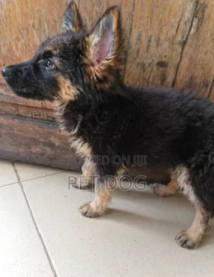 1-3 months Male Purebred German Shepherd
