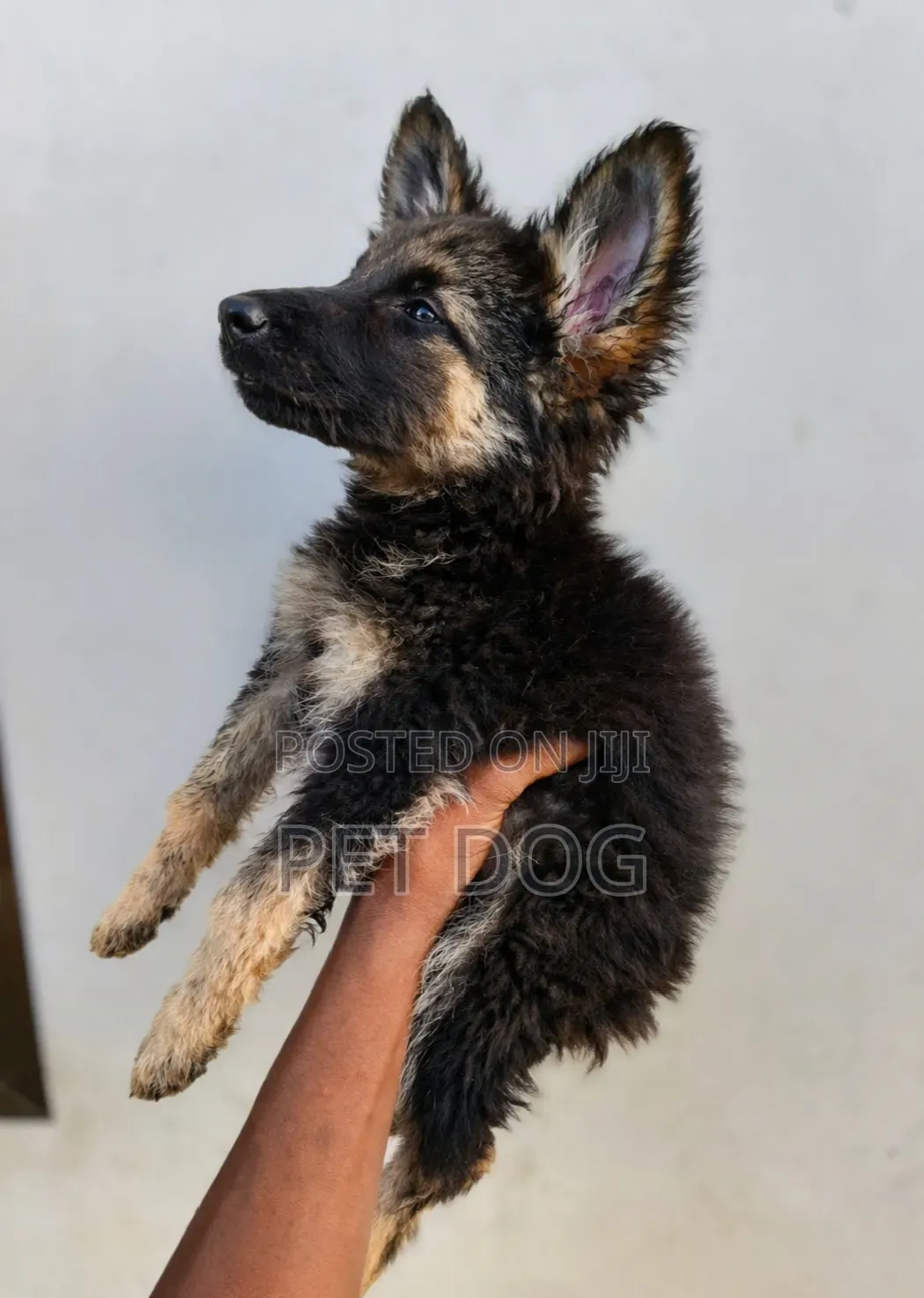 1-3 months Male Purebred German Shepherd