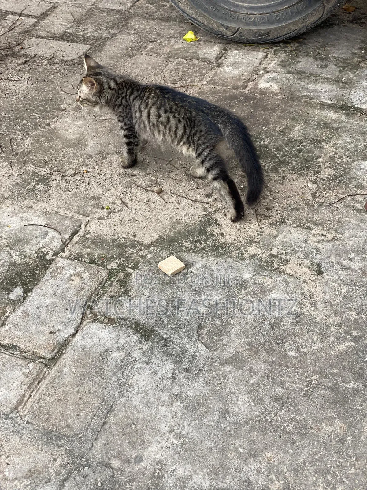1-3 months Female Mixed Breed Cat