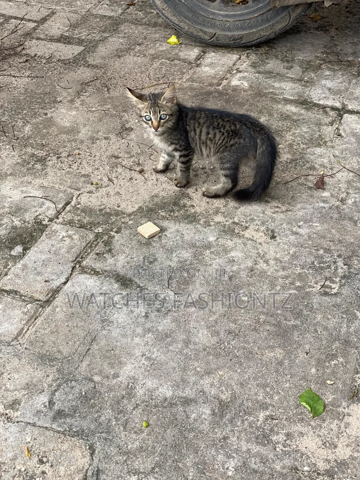 1-3 months Female Mixed Breed Cat