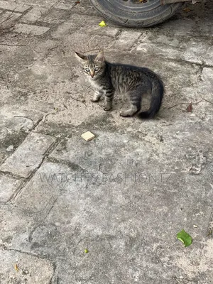 1-3 months Female Mixed Breed Cat