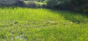 Plot for Sale in Njiro-Arusha,The United Republic of Tanzania