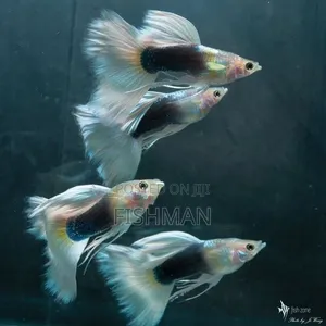 Samaki Wa Mapambo