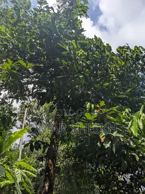 Mashamba (Farms)