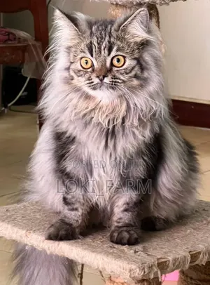 6-12 months Male Purebred Persian