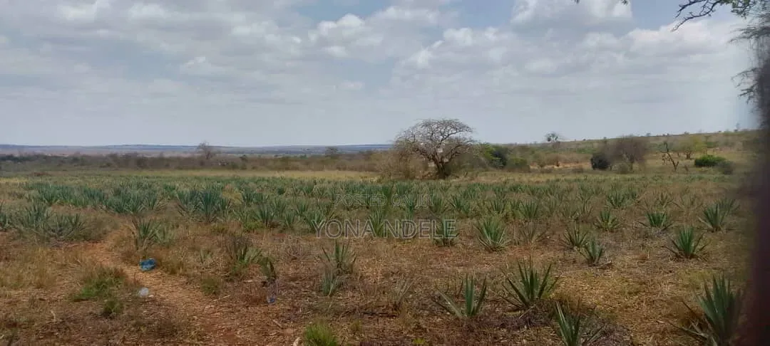 Shamba Mkonge