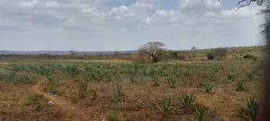 Shamba Mkonge