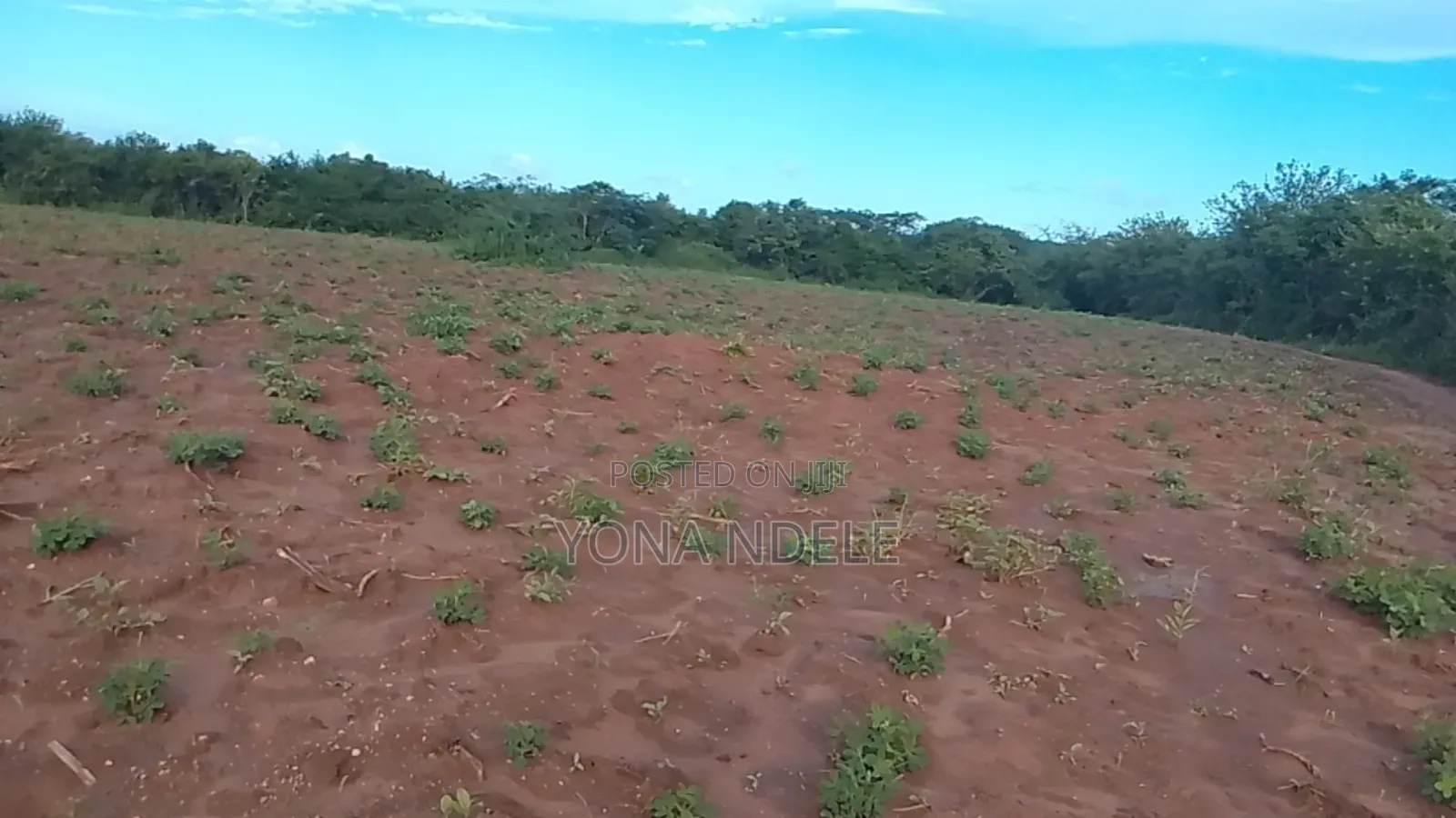 Shamba Mkonge