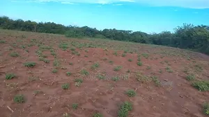 Shamba Mkonge