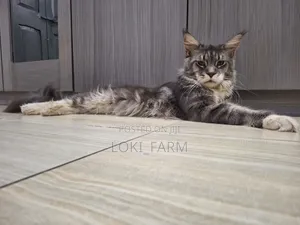 3-6 months Female Purebred Maine Coon