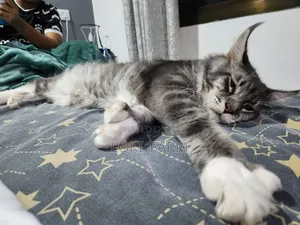 3-6 months Female Purebred Maine Coon