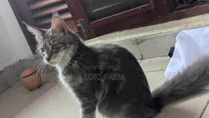 3-6 months Female Purebred Maine Coon