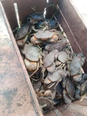 Seafood - Fresh Crabs 
