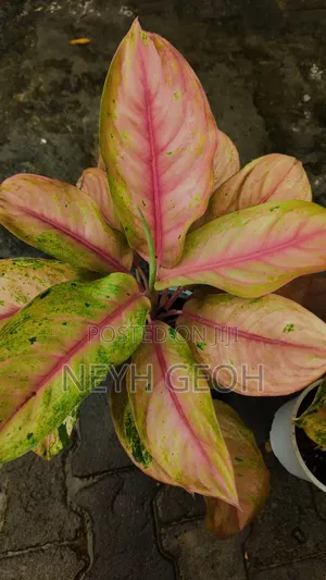 Maua Natural
