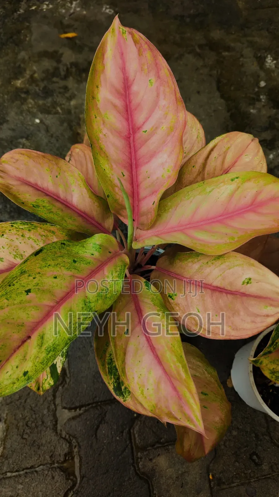 Maua Natural