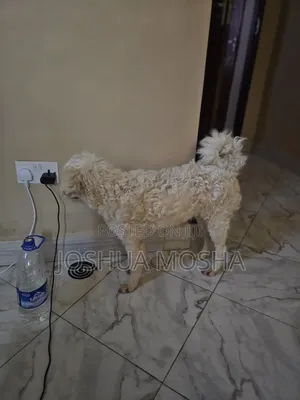 6-12 months Male Mixed Breed Poodle