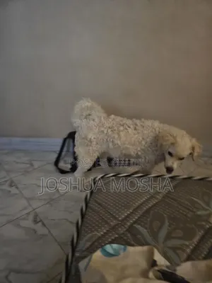 6-12 months Male Mixed Breed Poodle