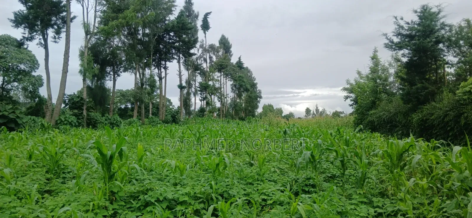 Plot for Sale at Ngaramton- Kilimamoto Area,Arusha-Tanzania