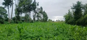 Plot for Sale at Ngaramton- Kilimamoto Area,Arusha-Tanzania