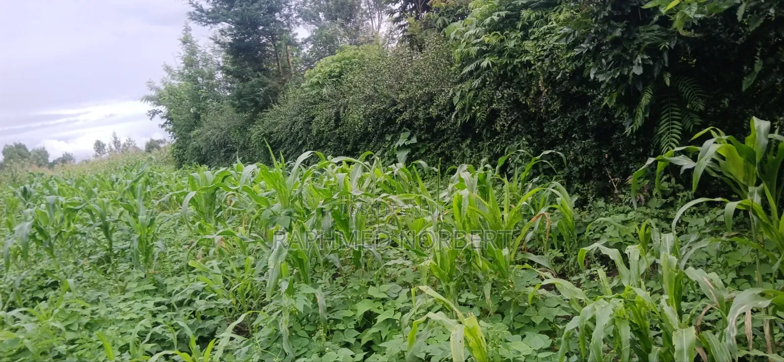 Plot for Sale at Ngaramton- Kilimamoto Area,Arusha-Tanzania