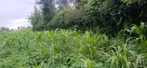 Plot for Sale at Ngaramton- Kilimamoto Area,Arusha-Tanzania