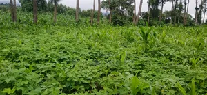 Plot for Sale at Ngaramton- Kilimamoto Area,Arusha-Tanzania
