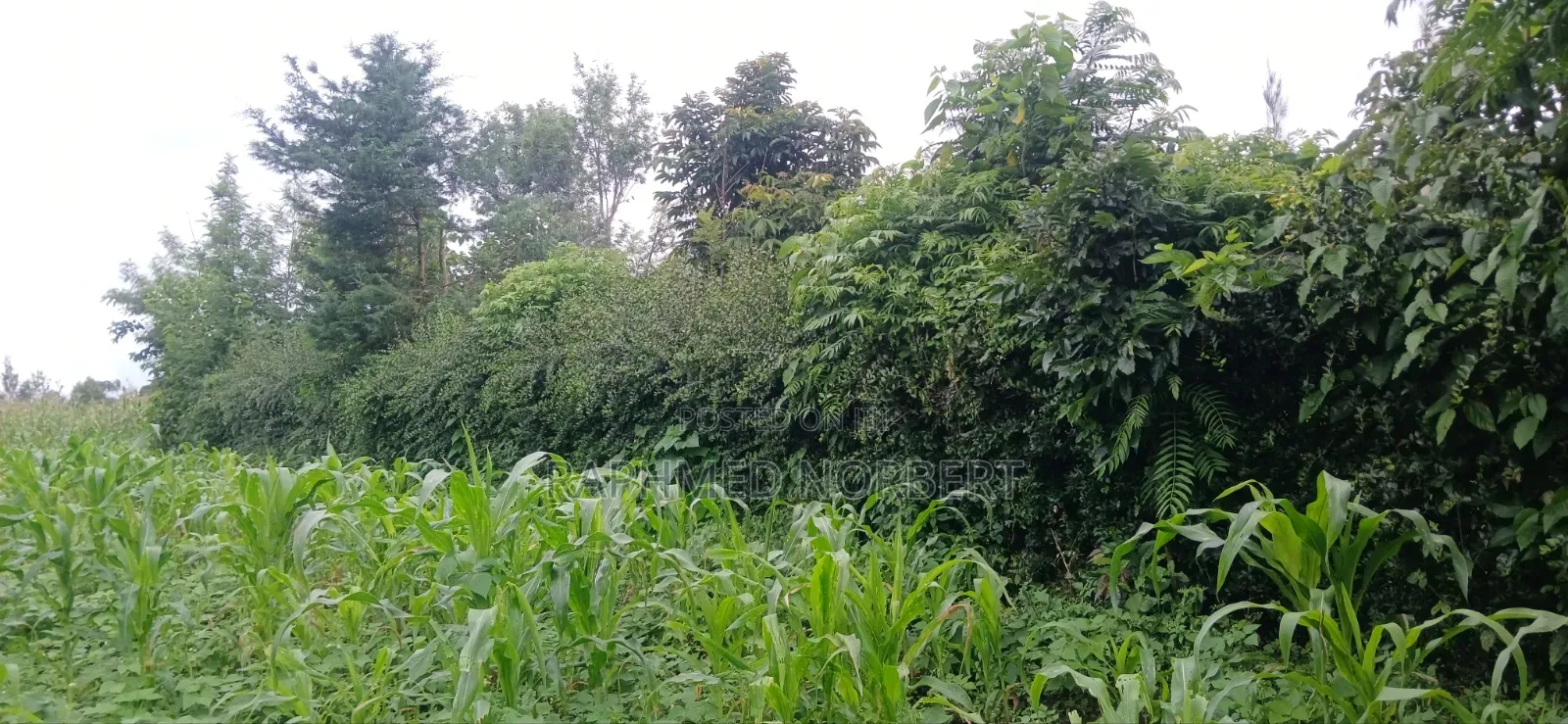 Plot for Sale at Ngaramton- Kilimamoto Area,Arusha-Tanzania