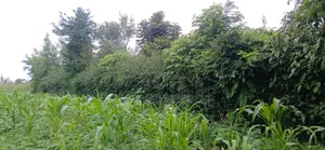 Plot for Sale at Ngaramton- Kilimamoto Area,Arusha-Tanzania