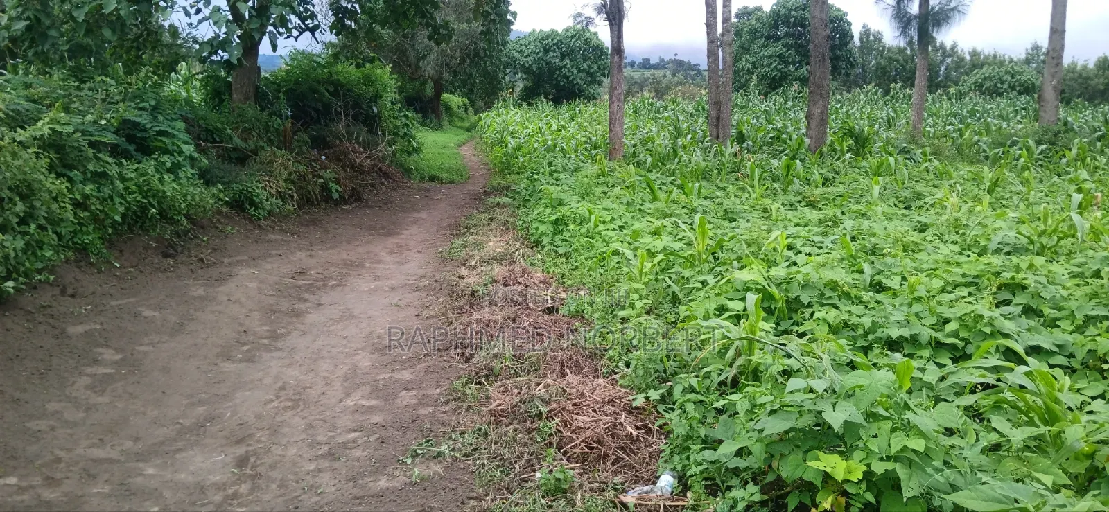Plot for Sale at Ngaramton- Kilimamoto Area,Arusha-Tanzania