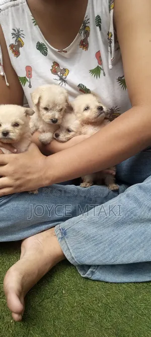 0-1 month Female Mixed Breed Maltese