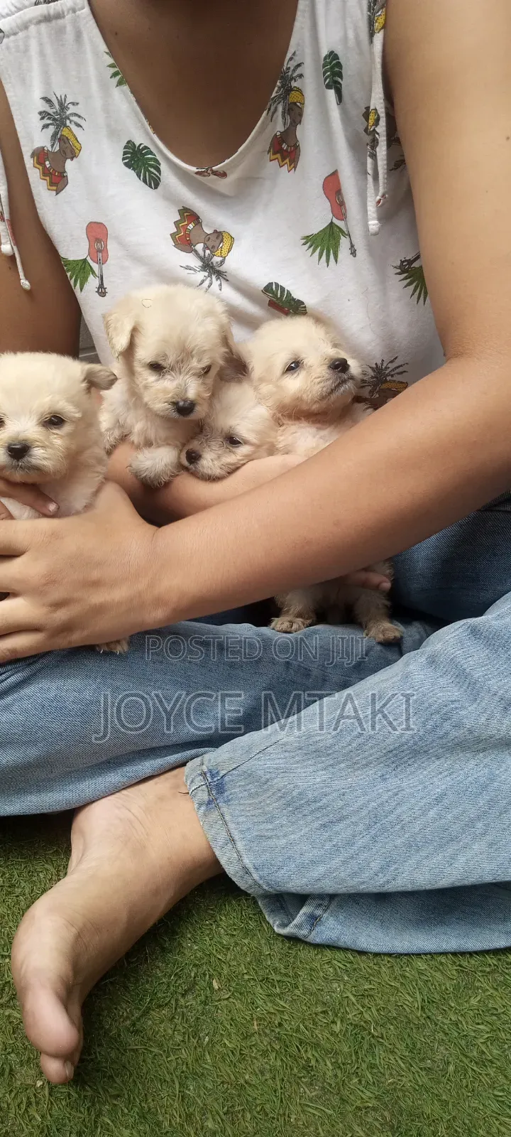 0-1 month Female Mixed Breed Maltese