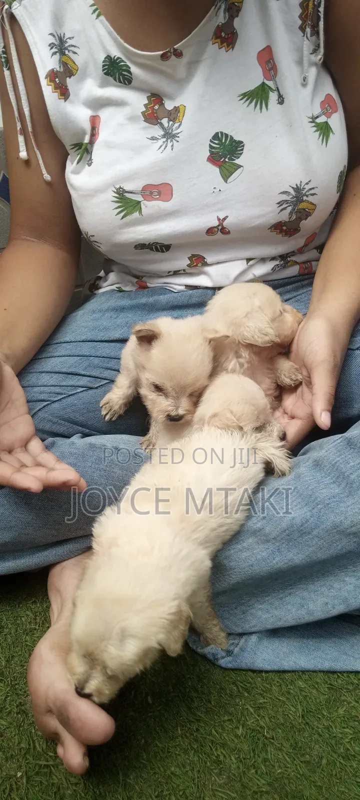 0-1 month Female Mixed Breed Maltese