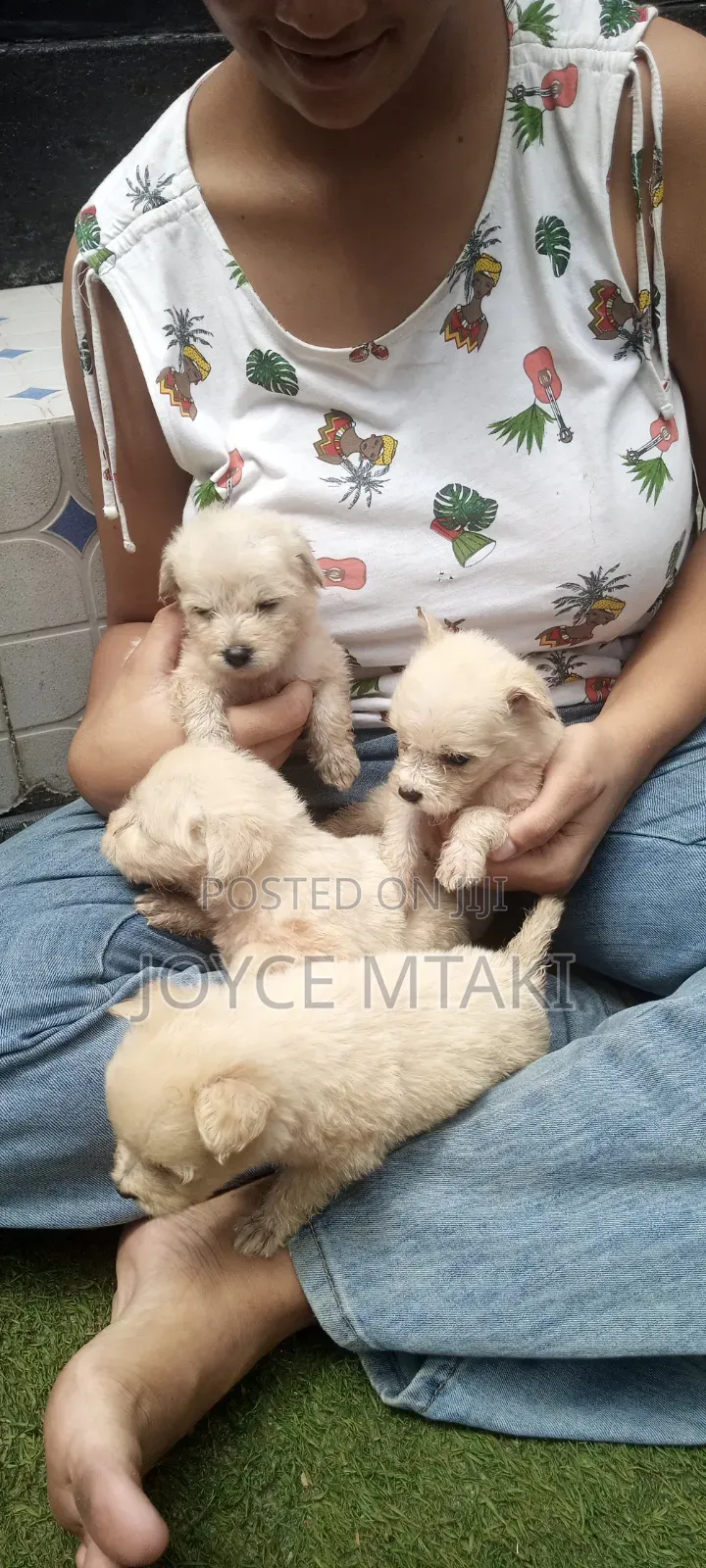 0-1 month Female Mixed Breed Maltese