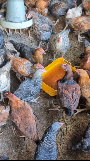 Kuku Chotara Wenye Afya Nzuri Wauzwa – Kivule Dar Es Salaam