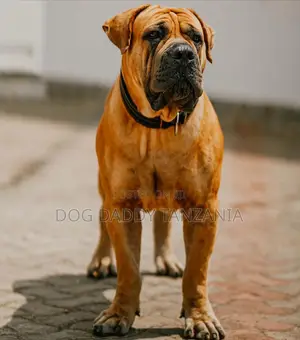 1+ year Male Purebred Boerboel