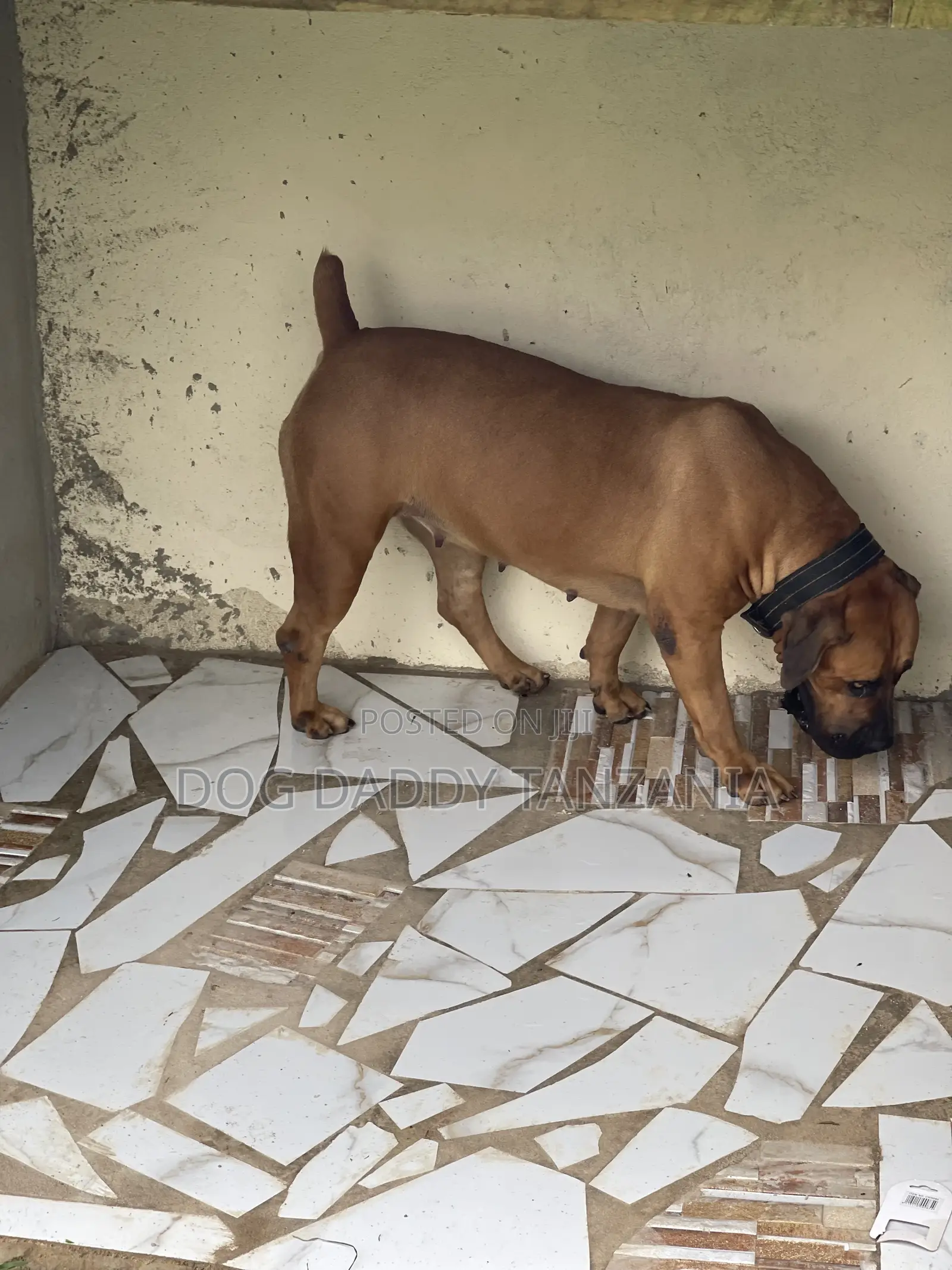 1+ year Female Purebred Boerboel
