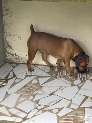 1+ year Female Purebred Boerboel