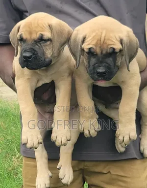 1-3 months Male Purebred Boerboel