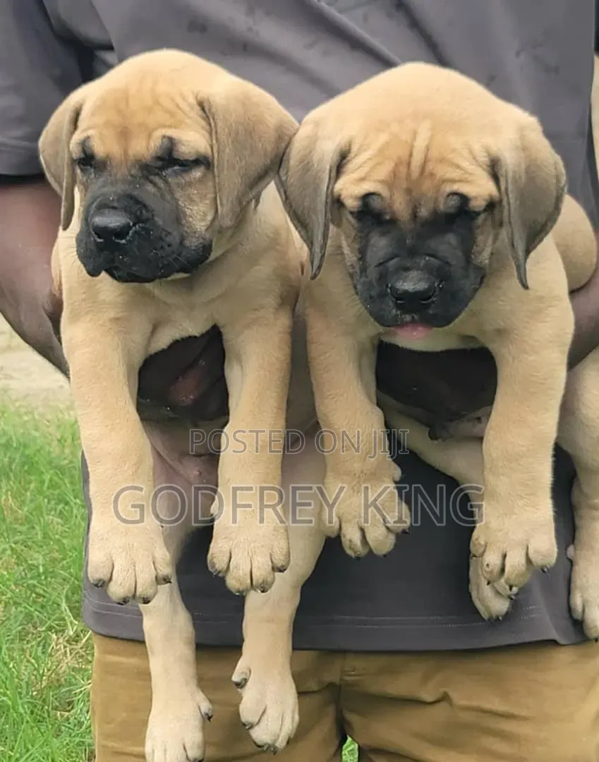 1-3 months Male Purebred Boerboel