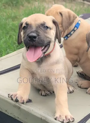 1-3 months Male Purebred Boerboel
