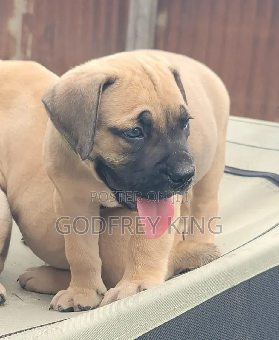 1-3 months Male Purebred Boerboel