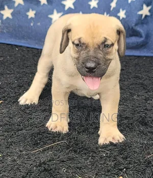 1-3 months Male Purebred Boerboel