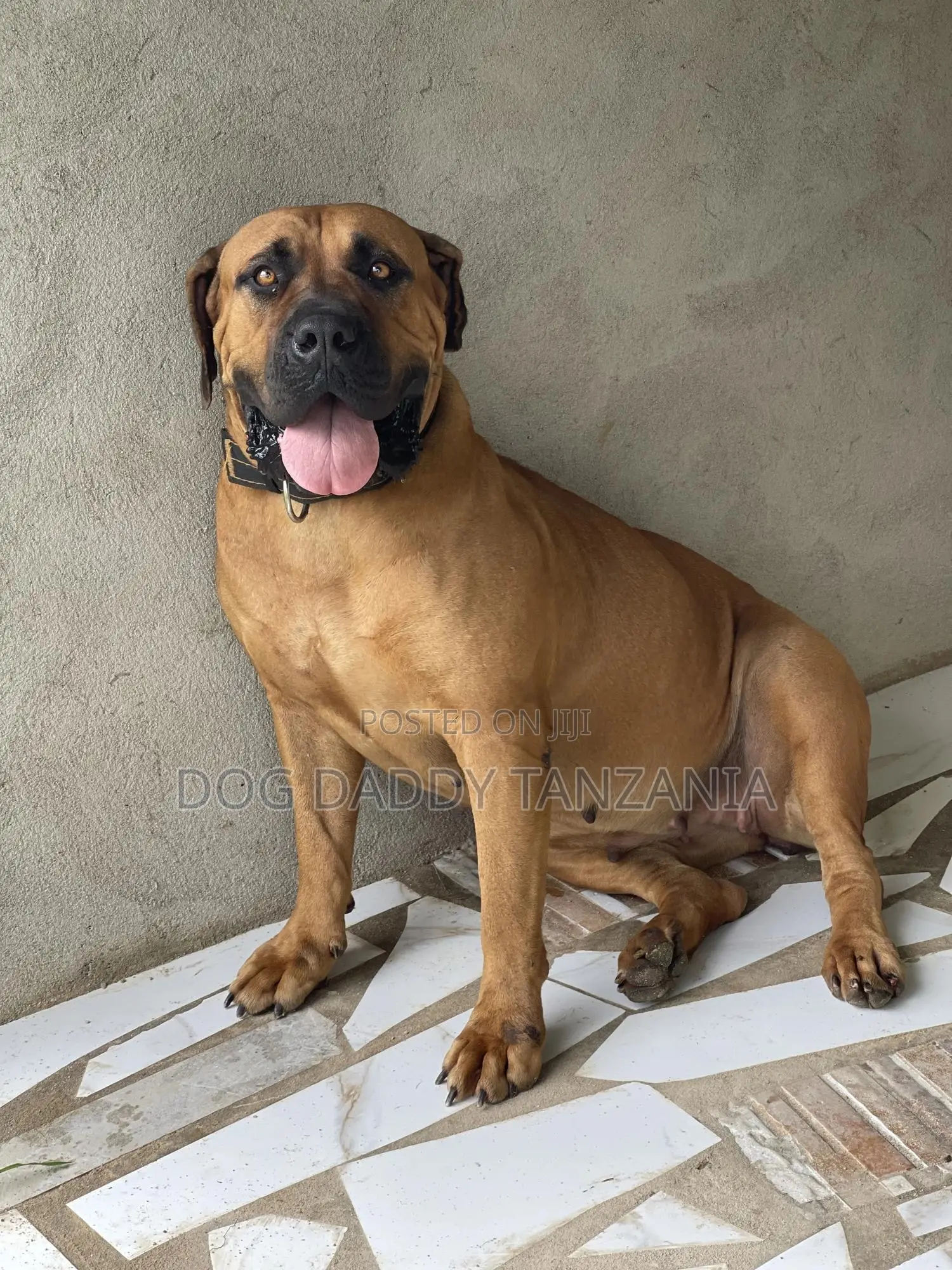 1+ year Female Purebred Boerboel